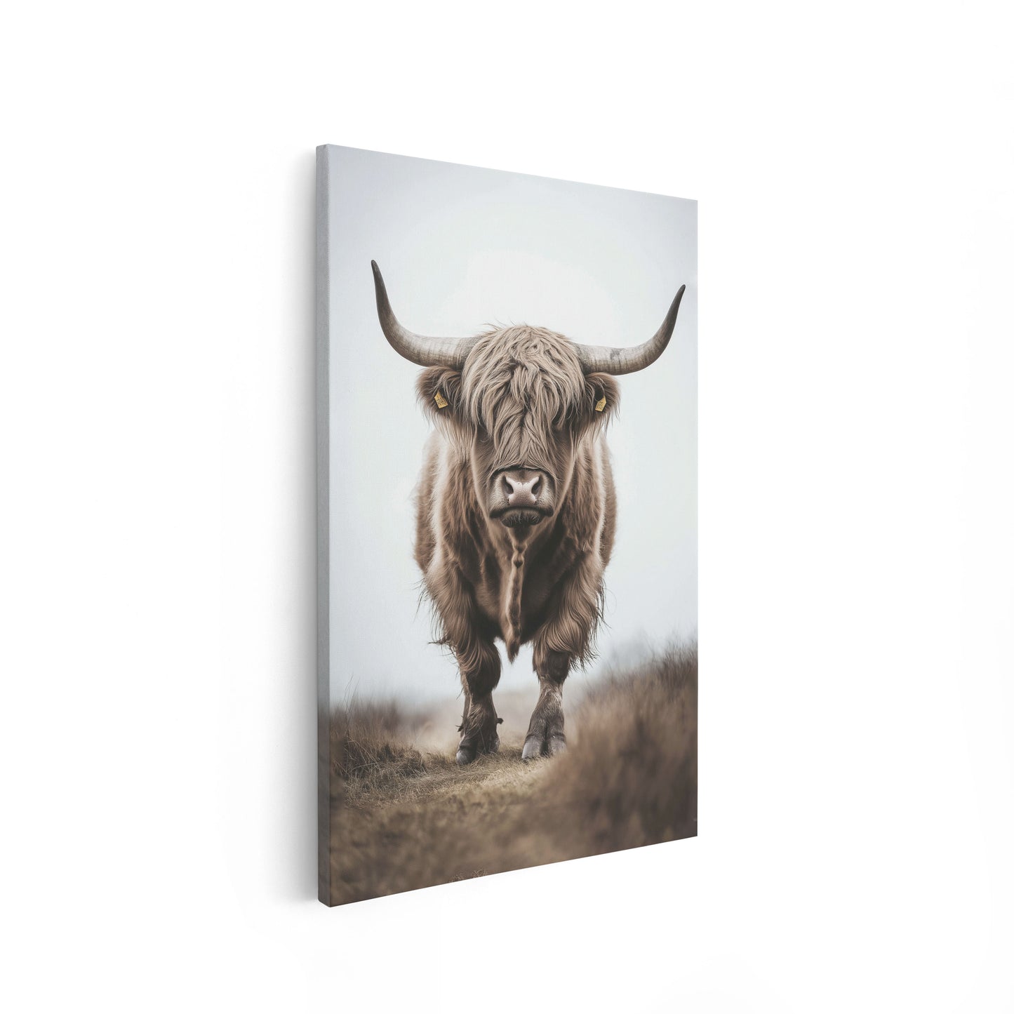 Highland Bull