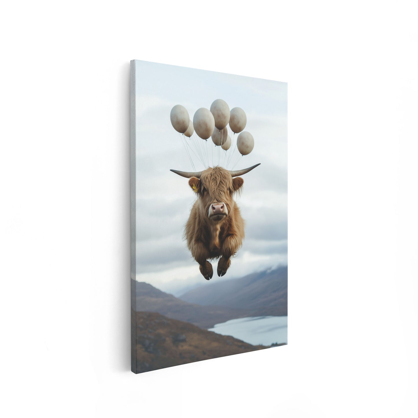 Floating Highland Cattle