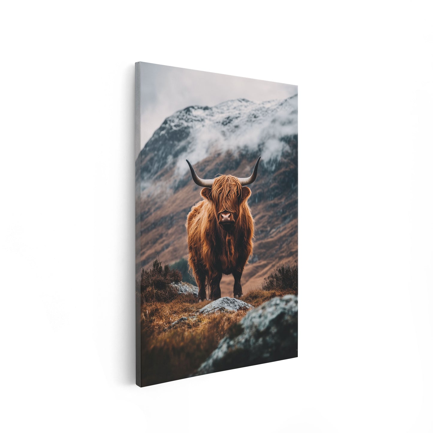 Highland Cattle In The Mountains