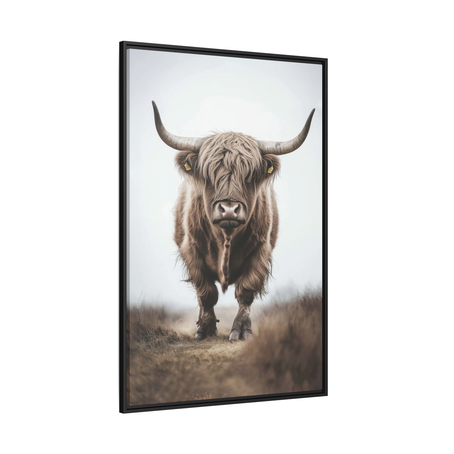 Highland Bull