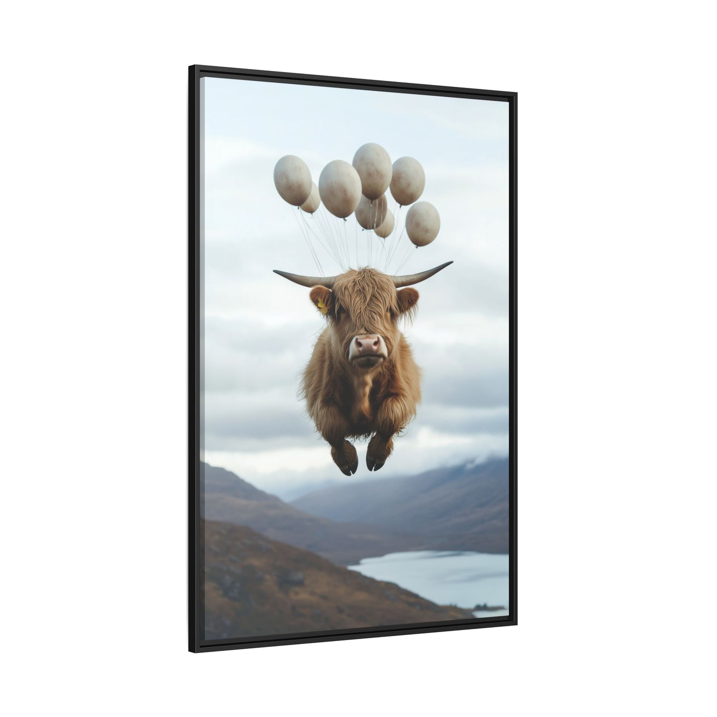 Floating Highland Cattle