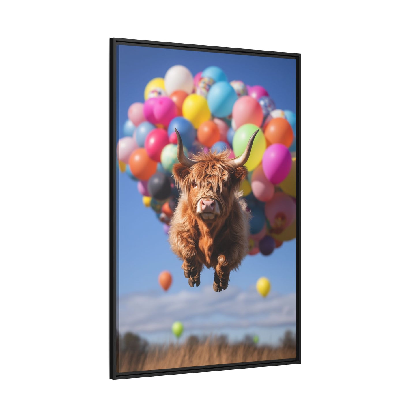 Highland Cattle and Balloons