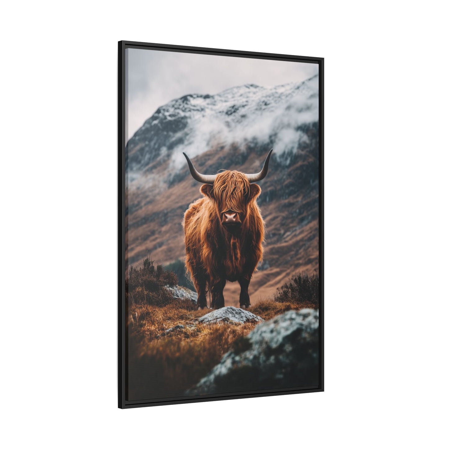 Highland Cattle In The Mountains