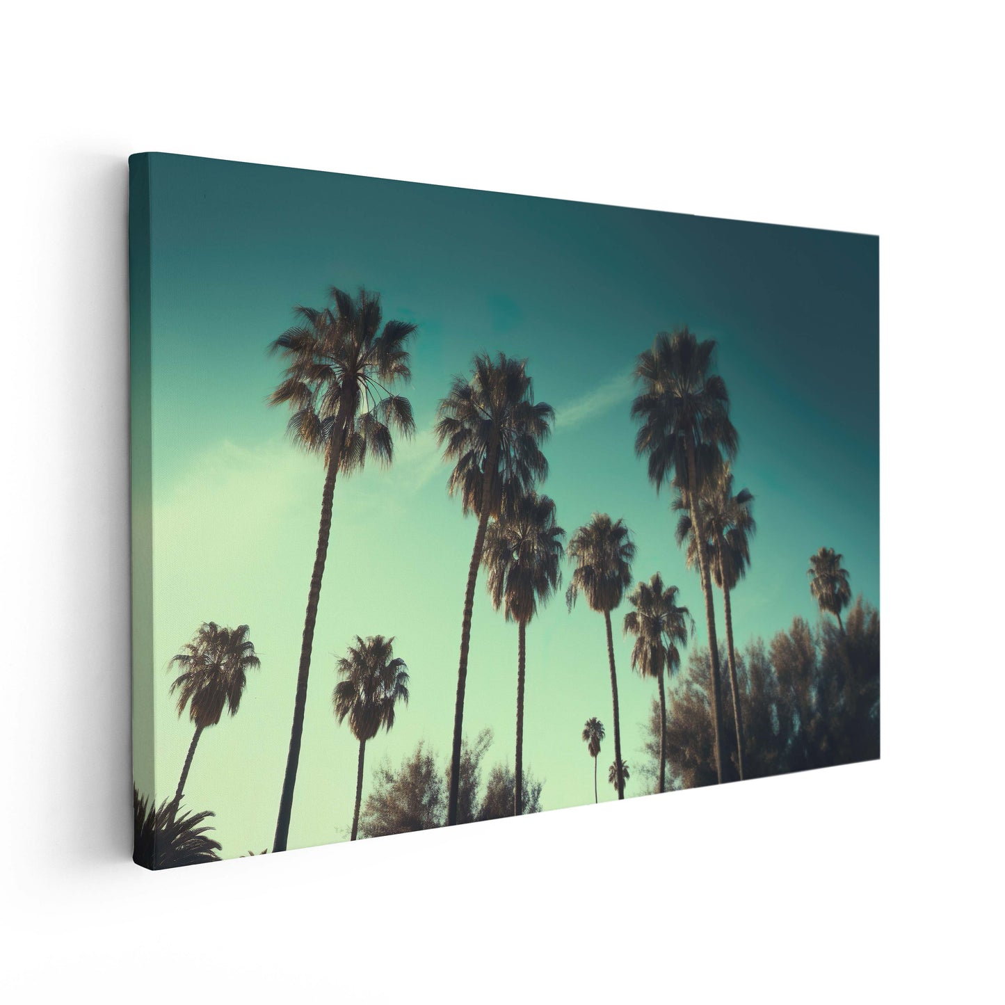 Palm Trees