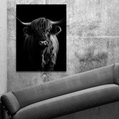 Bull Black & White